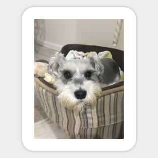 Cute Schnauzer Sticker